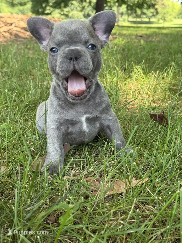 Ollie  – French Bulldog puppy for sale in Loami, IL