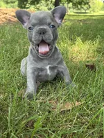 Ollie , a male French Bulldog for sale in Loami, IL – 2 of 7