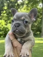Johnnie, a male French Bulldog for sale in Loami, IL – 4 of 7