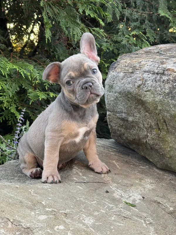 Johnnie – French Bulldog puppy for sale in Loami, IL
