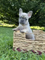 June, a female French Bulldog for sale in Loami, IL – 3 of 8