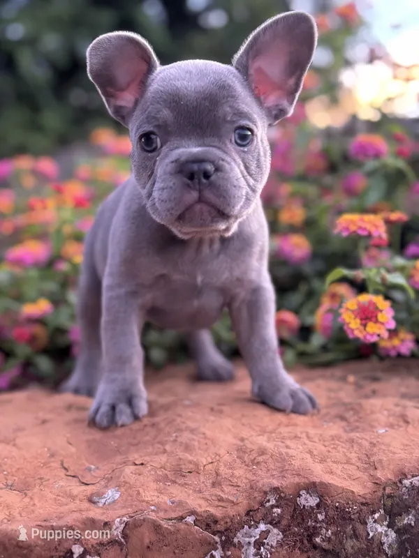 Rocko – French Bulldog puppy for sale in Loami, IL