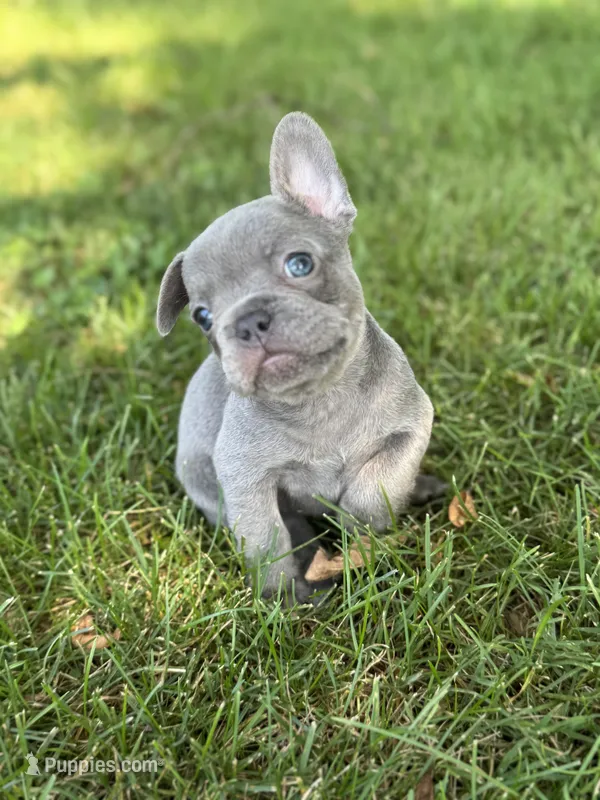 Rocko – French Bulldog puppy for sale in Loami, IL