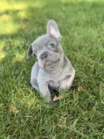 Rocko, a male French Bulldog for sale in Loami, IL – 4 of 8
