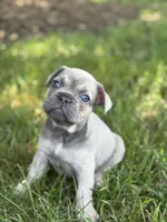 Theo, a male French Bulldog for sale in Loami, IL – 2 of 8