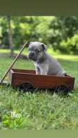 Theo, a male French Bulldog for sale in Loami, IL – 1 of 8