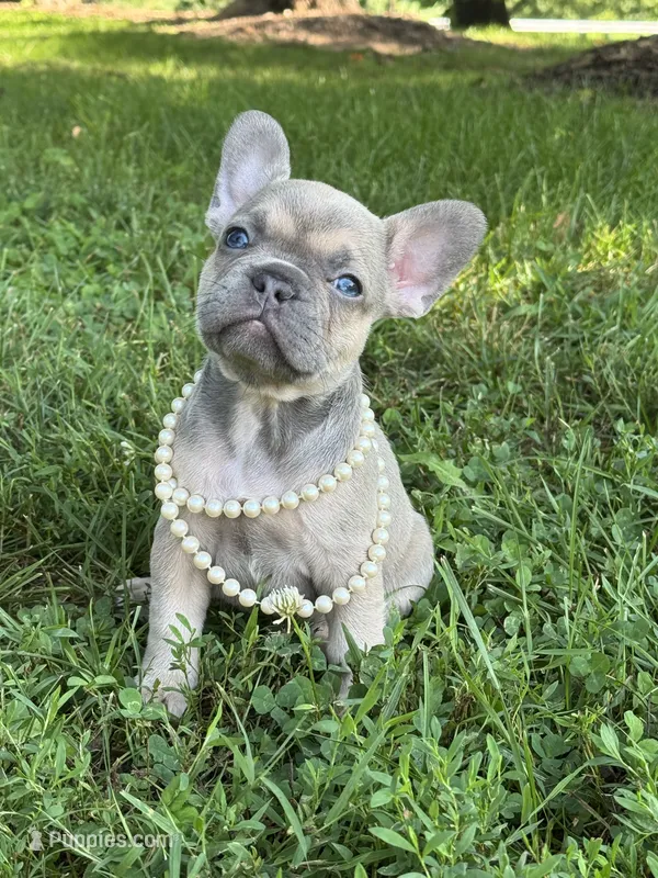 June – French Bulldog puppy for sale in Loami, IL