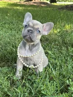 June, a female French Bulldog for sale in Loami, IL – 1 of 8