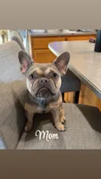 Theo, a male French Bulldog for sale in Loami, IL – 6 of 8