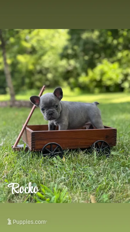 Rocko – French Bulldog puppy for sale in Loami, IL