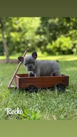 Rocko, a male French Bulldog for sale in Loami, IL – 1 of 8