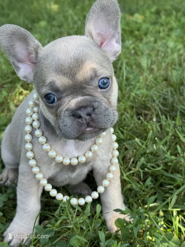 June – French Bulldog puppy for sale in Loami, IL