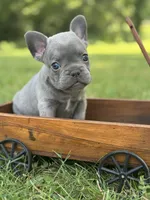 Ollie , a male French Bulldog for sale in Loami, IL – 1 of 7
