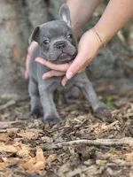 Rocko, a male French Bulldog for sale in Loami, IL – 3 of 8