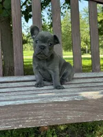 Maggie, a female French Bulldog for sale in Loami, IL – 4 of 7