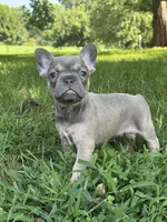 Johnnie, a male French Bulldog for sale in Loami, IL – 3 of 7
