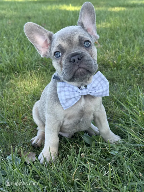 Theo – French Bulldog puppy for sale in Loami, IL