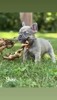 June, a female French Bulldog for sale in Loami, IL – 2 of 8