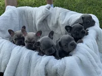 Maggie, a female French Bulldog for sale in Loami, IL – 7 of 7