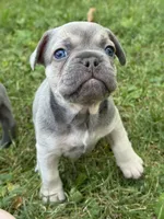 Theo, a male French Bulldog for sale in Loami, IL – 4 of 8