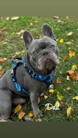 Maggie, a female French Bulldog for sale in Loami, IL – 5 of 7
