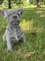 Ollie , a male French Bulldog for sale in Loami, IL – 4 of 7