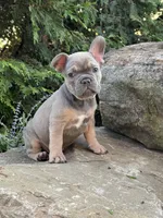 Johnnie, a male French Bulldog for sale in Loami, IL – 10 of 10