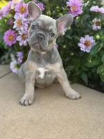 Johnnie, a male French Bulldog for sale in Loami, IL – 9 of 10