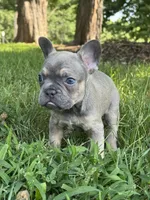 Johnnie, a male French Bulldog for sale in Loami, IL – 2 of 7