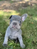 Rocko, a male French Bulldog for sale in Loami, IL – 2 of 8