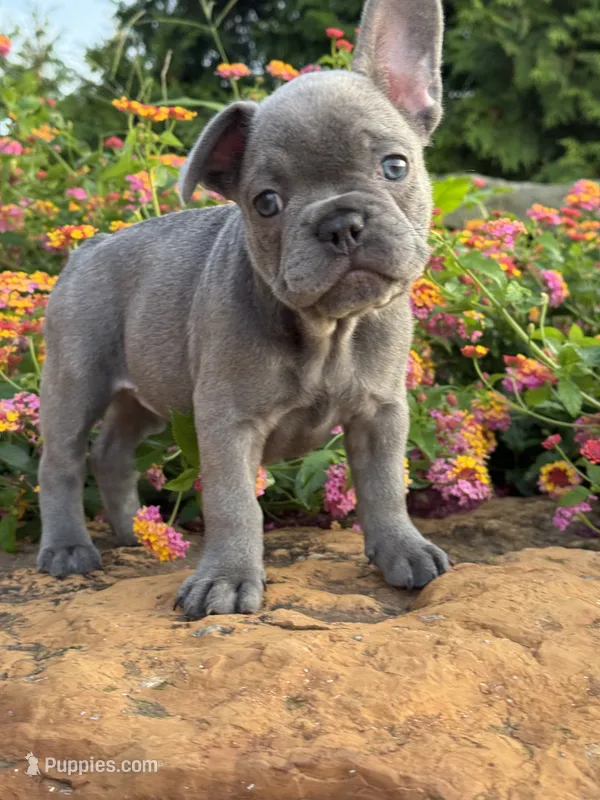 Maggie – French Bulldog puppy for sale in Loami, IL