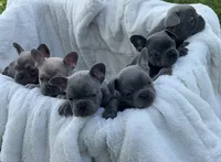 June, a female French Bulldog for sale in Loami, IL – 8 of 8