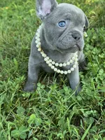 Maggie, a female French Bulldog for sale in Loami, IL – 3 of 7