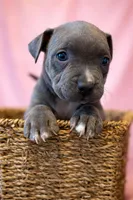 Winter , a male American Bully for sale in Center Line, MI – Photo 1 of 2