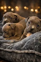 Winter , a male American Bully for sale in Center Line, MI – Photo 2 of 2