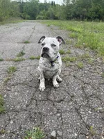 Snow , a male American Bully for sale in Scranton, PA – 6 of 10