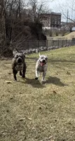 Snow , a male American Bully for sale in Scranton, PA – 9 of 10