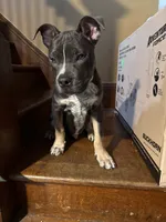 Champ , a male American Bully for sale in Scranton, PA – 3 of 8