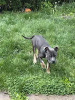 Champ , a male American Bully for sale in Scranton, PA – 7 of 8