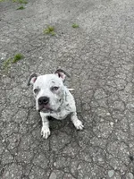 Snow , a male American Bully for sale in Scranton, PA – 3 of 10