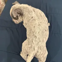 Lucky Lefty , a female American Bully for sale in Scranton, PA – Photo 7 of 9