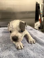 Lucky Lefty , a female American Bully for sale in Virginia Beach, VA – Photo 8 of 10