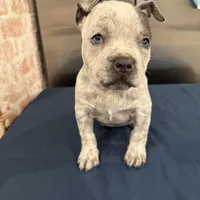 Lucky Lefty , a female American Bully for sale in Scranton, PA – Photo 1 of 9