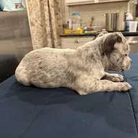 Lucky Lefty , a female American Bully for sale in Scranton, PA – Photo 8 of 9