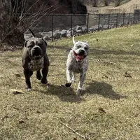 Lucky Lefty , a female American Bully for sale in Scranton, PA – Photo 9 of 9