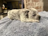 Lucky Lefty , a female American Bully for sale in Virginia Beach, VA – Photo 9 of 10