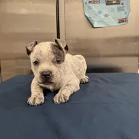 Lucky Lefty , a female American Bully for sale in Scranton, PA – Photo 4 of 9