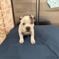 Lucky Lefty , a female American Bully for sale in Scranton, PA – Photo 2 of 9