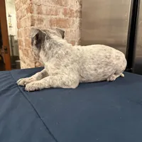 Lucky Lefty , a female American Bully for sale in Scranton, PA – Photo 6 of 9