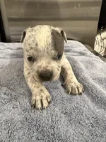 Lucky Lefty , a female American Bully for sale in Virginia Beach, VA – Photo 2 of 10